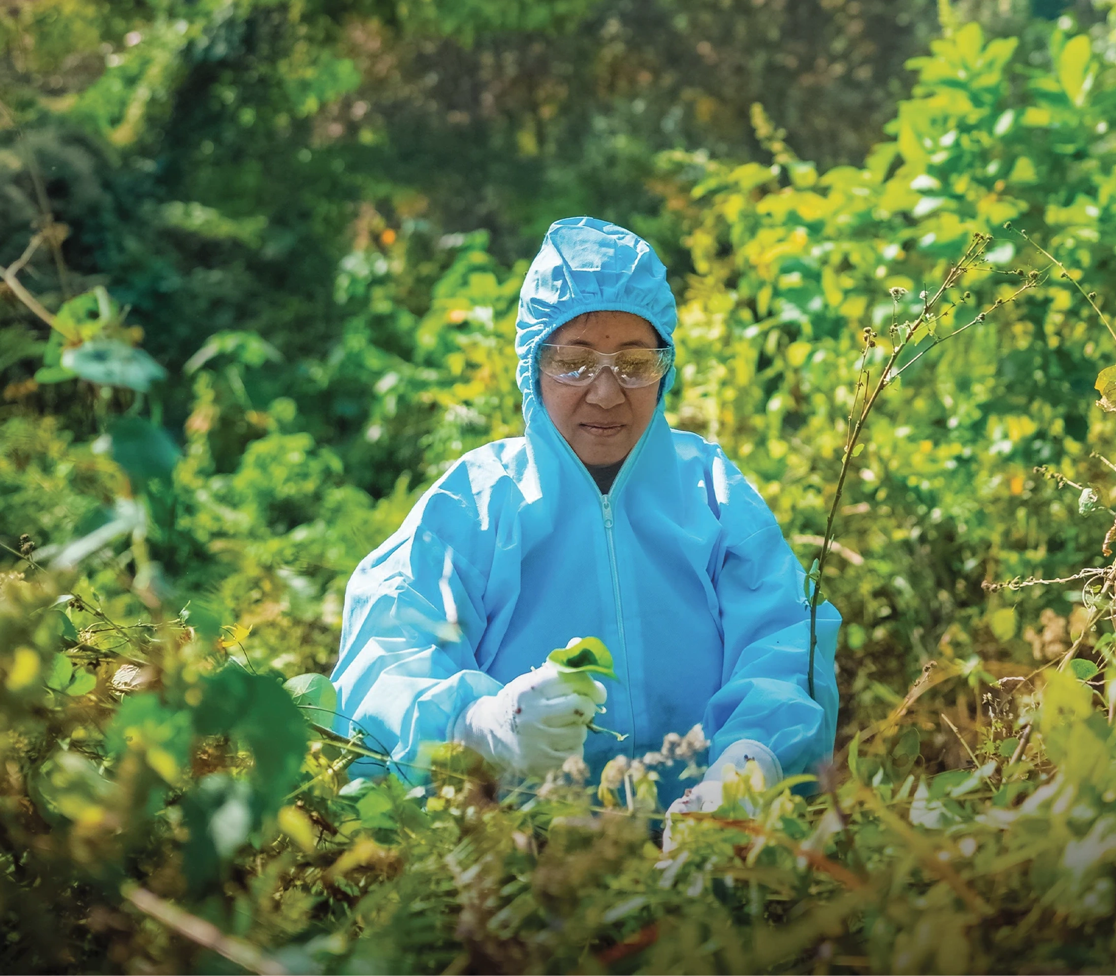 Women herb collectors gathering botanicals in the Himalayan foothills
